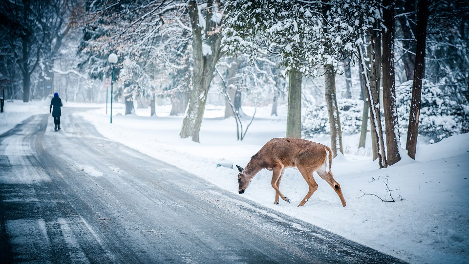 deer, auto safety 